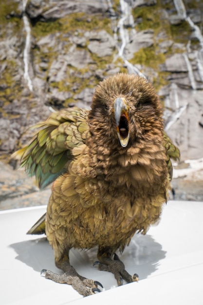 Kea Bird en Nueva Zelanda