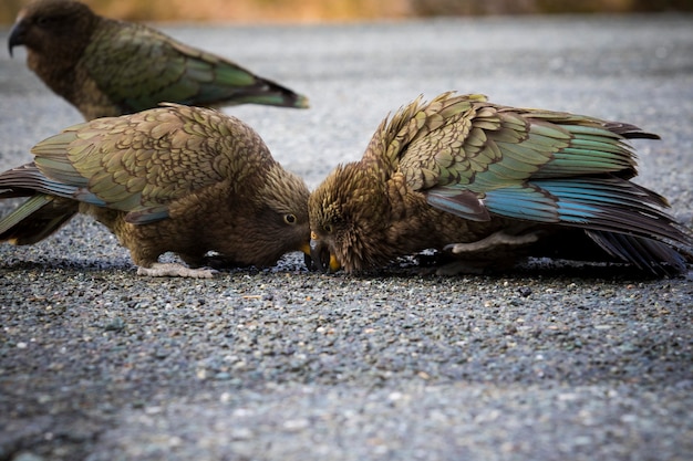 Kea-Vogel, gemahlene Papageien auf der Südinsel Neuseelands