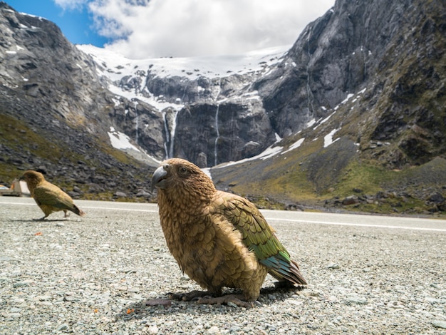 Kea Vogel in Neuseeland