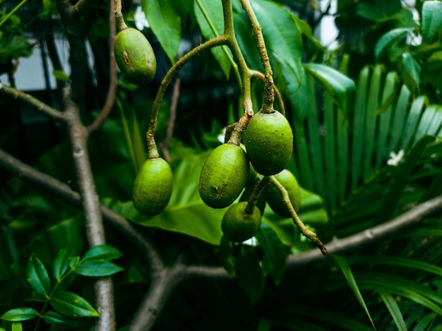 Kedondong-Frucht am Baum