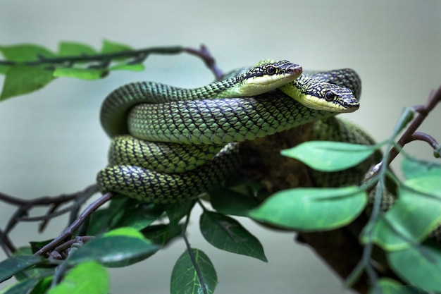 Keelbacks pintados en la atmósfera natural del zoológico.