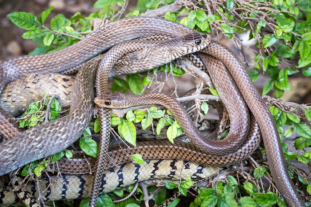 Keelbacks pintados, em uma árvore no jardim.