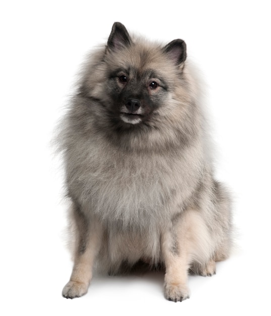 Keeshond, 3 años, sentado