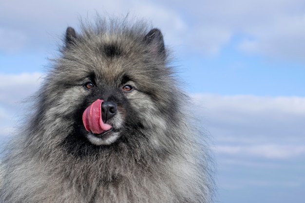 Keeshond Nahaufnahme. Der Hund leckt die Schnauze.