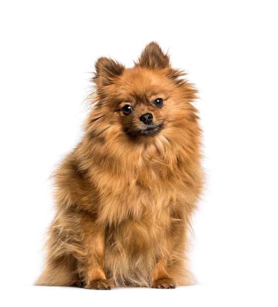 Keeshond sentado contra el fondo blanco.