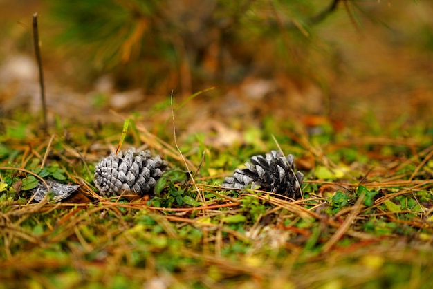 Kegel aus den Grund im Herbstwald