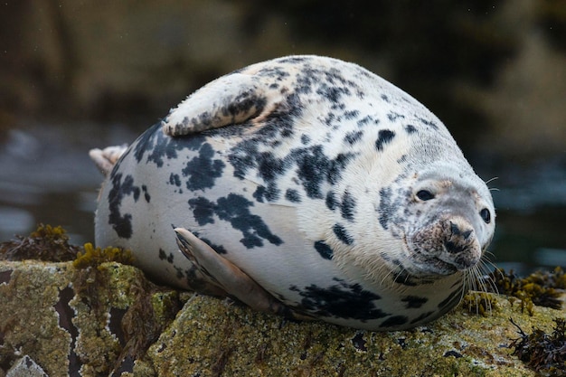 Kegelrobbe Halichoerus grypus Farne Islands England