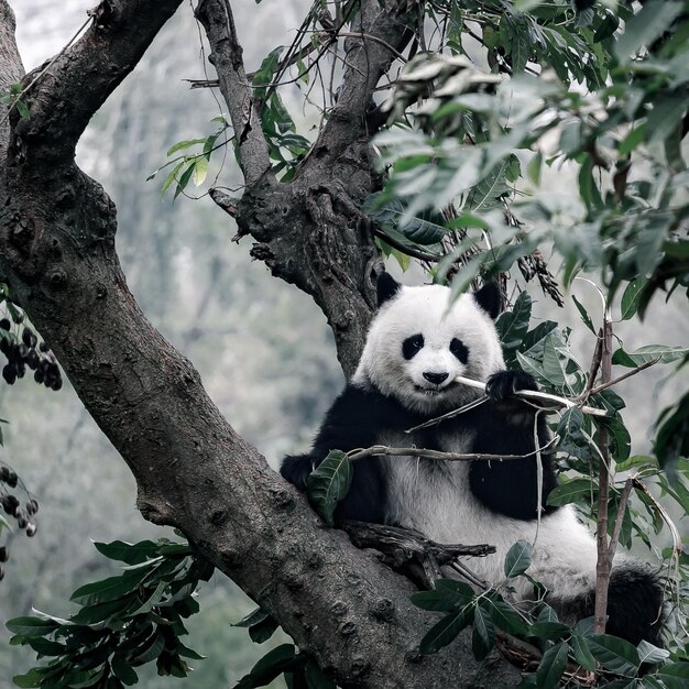kein Mensch Zweig Panda Blatt verschwommen Baum