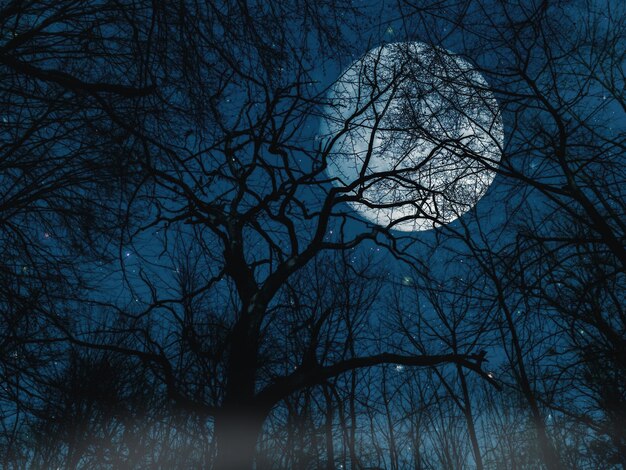 keine Menschen Nacht Mond Baum Landschaft Himmel nackter Baum Nacht Himmel im Freien
