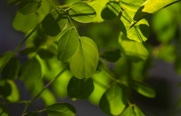 Kelor o Drumstick tree Moringa oleifera hojas verdes tiro de contraluz foco seleccionado