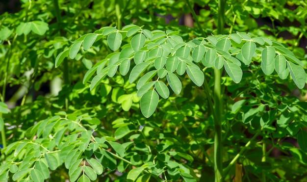 Kelor o palillo (Moringa oleifera) hojas verdes enfoque seleccionado, con nombres comunes: rábano picante y ben oil tree o benzolive tre