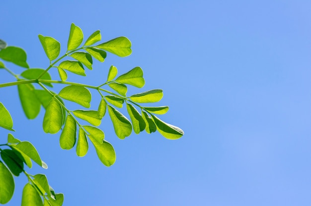 Kelor oder Drumstick Baum (Moringa Oleifera) grüne Blätter ausgewählter Fokus, mit blauem Himmelshintergrund. Es hat gebräuchliche Namen: Meerrettichbaum und Benölbaum oder Benzolivebaum.