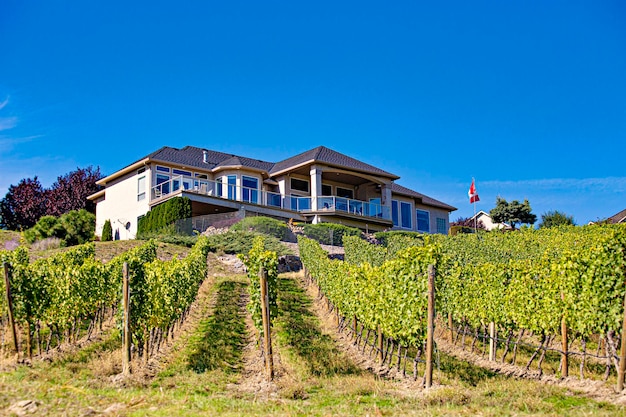 Kelowna-Weinberge. Weinberglandschaft in British Columbia, Kelowna, Kanada