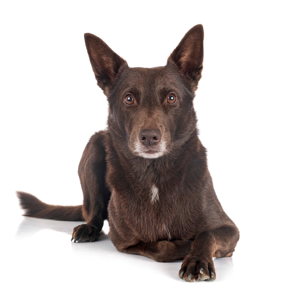 Kelpie australiano en blanco aislado