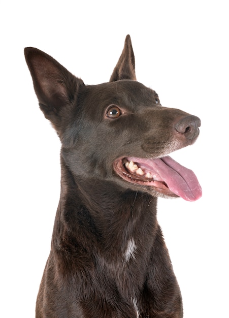 Kelpie australiano em estúdio