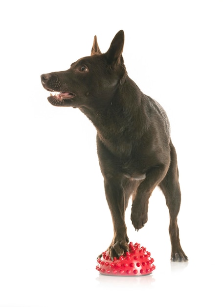 Kelpie australiano en el estudio