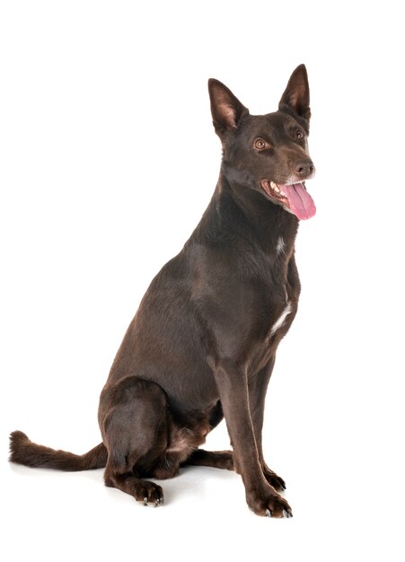 Kelpie australiano en pared blanca