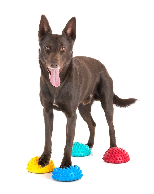 Kelpie australiano en la pared