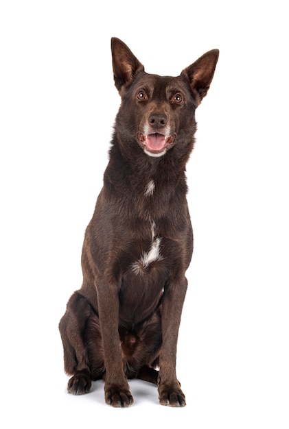 Kelpie australiano