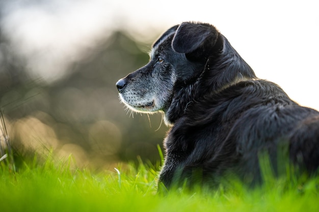 Kelpie em uma fazenda no outback da austrália Cão de trabalho em um campo em queensland americax9