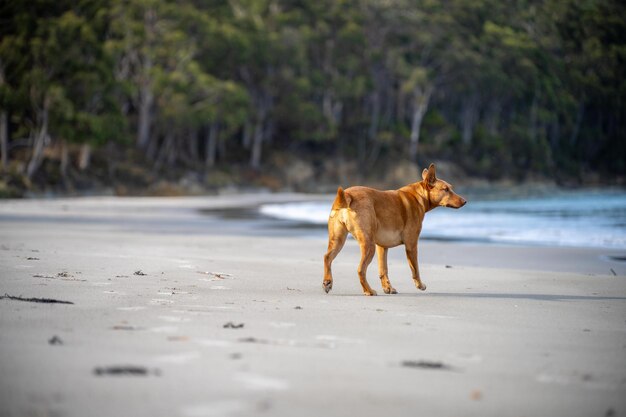 Kelpie-Hund an einem Strand und im australischen Busch in einem Park