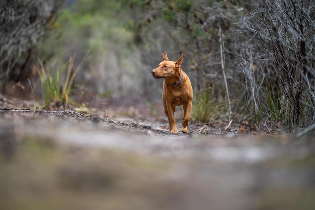 Kelpie-Hund im australischen Busch in einem Park in einheimischen Bäumen in Australien