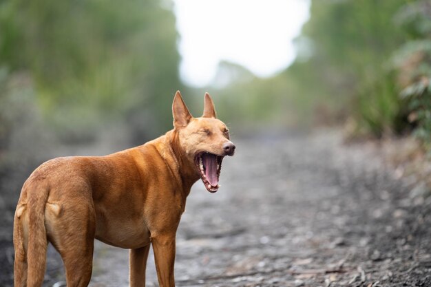 Kelpie-Hund im australischen Busch in einem Park