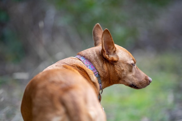 Kelpie-Hund ohne Leine im Busch auf einem Wanderweg in Amerika