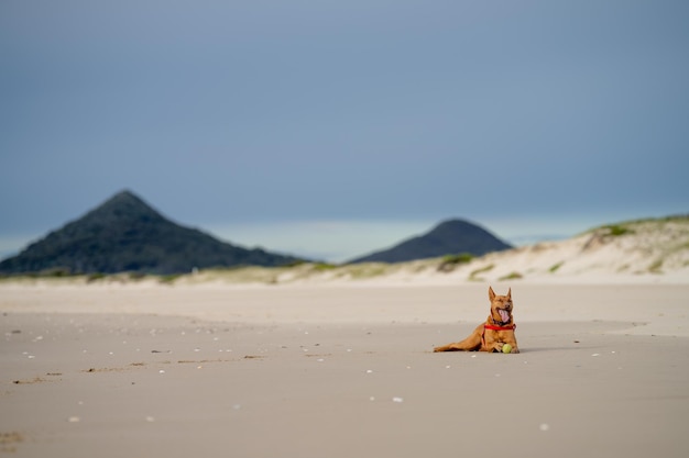 Kelpie na praia cachorro na areia em um parque na Austrália