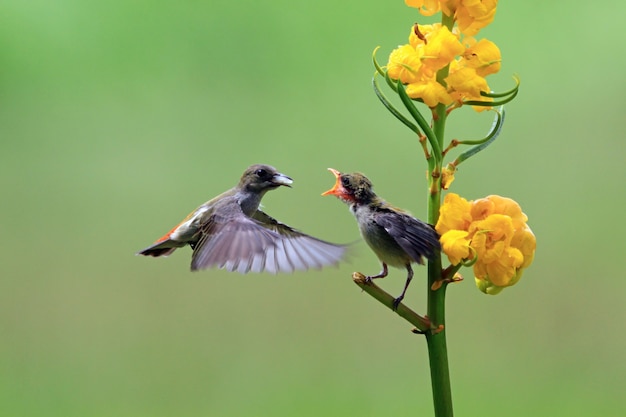 Kemande-Vogel (Dicaeum trochileum) füttert ihre Jungen