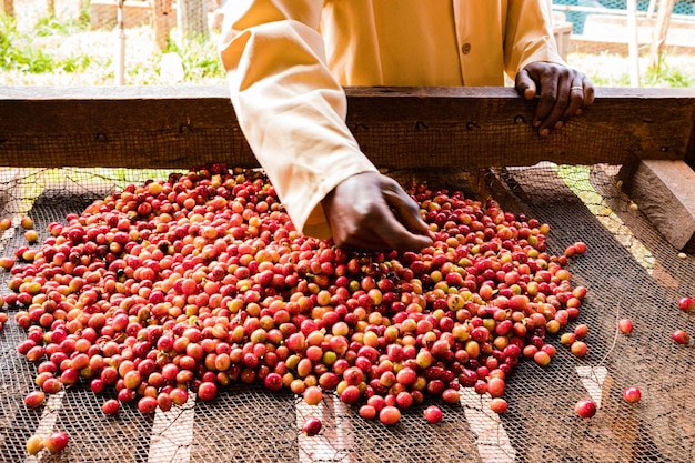 Foto kenia frijoles de café secos granja agricultura factor industria kenia paisajes del este de áfrica