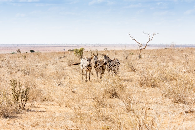 Kenia, Parque Nacional de Tsavo East. Tres cebras mirando al fotógrafo, luz del atardecer