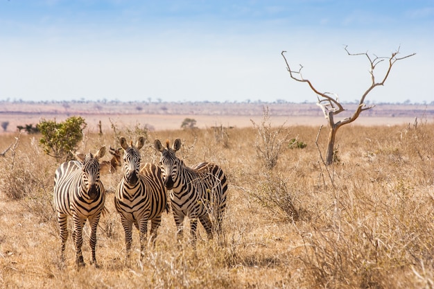 Kenia, Tsavo-Ost-Nationalpark. Drei Zebras, die zum Fotografen schauen, Abendlicht