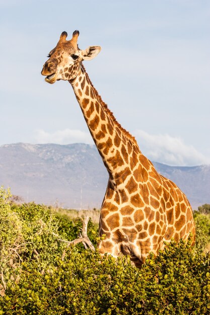 Kenia, Tsavo-Ost-Nationalpark. Kostenlose Giraffe im Abendlicht.