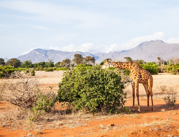 Kenia, Tsavo-Ost-Nationalpark. Kostenlose Giraffe im Abendlicht.