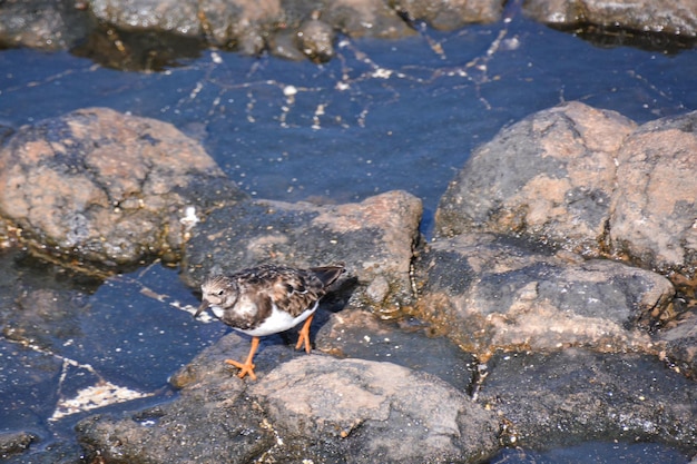 Kentischer Wasservogel