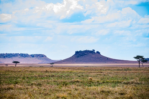 Kenya Paisagens Animais selvagens Mamíferos Savana Planície de pastagem Maasai Mara Reserva Nacional de Caça Parque N