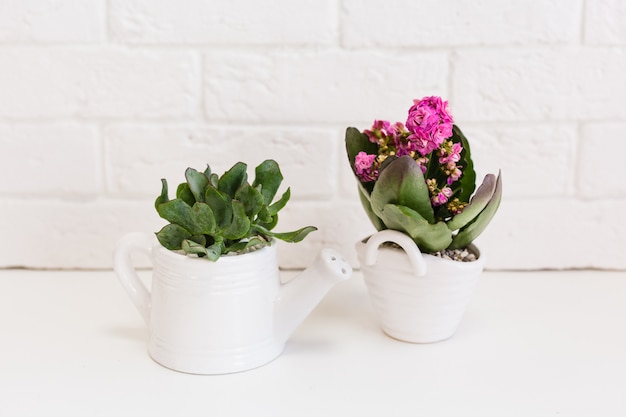 Keramikformen mit Pflanzen. Verschiedene Pflanzen Sukkulenten, Kakteen, Zierpflanzen für zu Hause