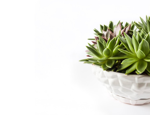 Keramischer weißer Blumentopf mit Echeveria-Sukkulenten lokalisiert auf weißem Hintergrund