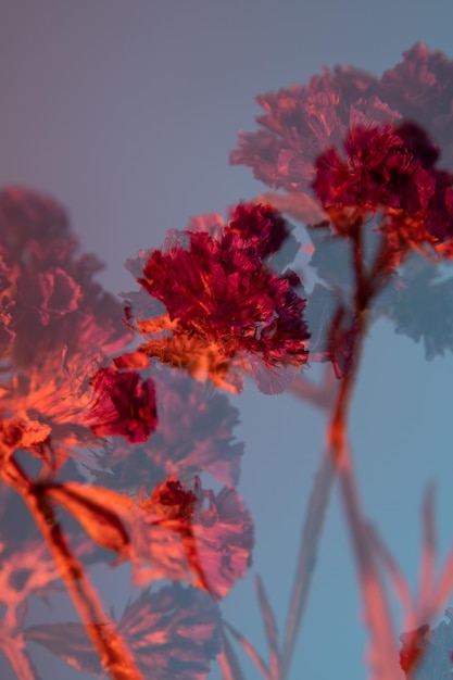 Kermek con muescas flores secas rojas sobre un fondo azul Primer efecto de duplicación
