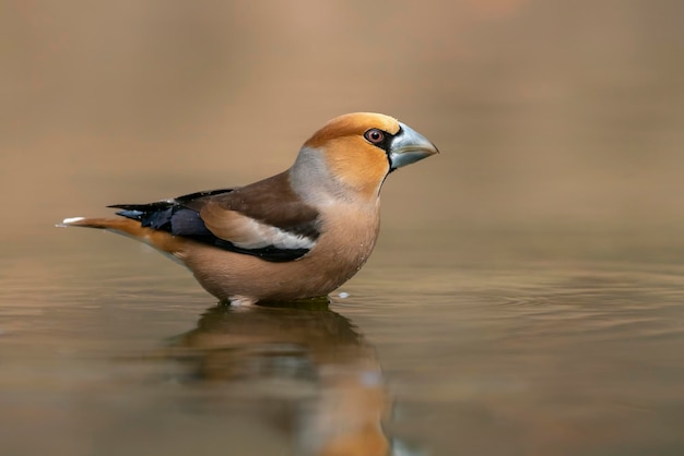 Kernbeißer (Coccothraustes coccothraustes) beim Baden im Wald