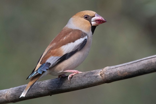 Kernbeißer Coccothraustes Coccothraustes Malaga Spanien