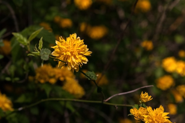 Kerria japonica árvore com flores amarelas brilhantes