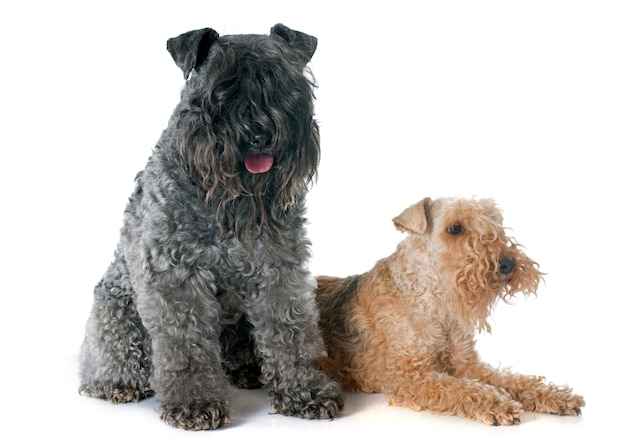 Kerry Blue und Lakeland Terrier