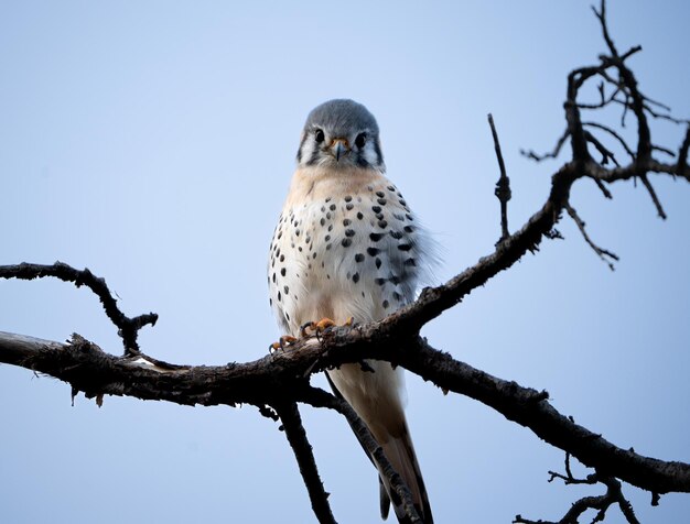 Foto kestrel americano olhando para a câmera com um rosto bonito