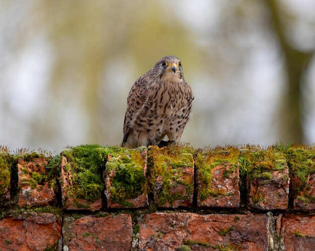 Foto kestrel empoleirado em uma parede de tijolos de musgo