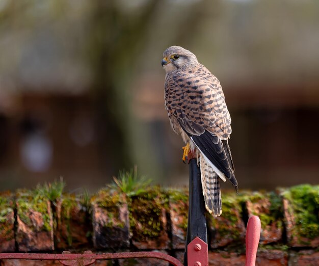 Foto kestrel empoleirado perto de uma parede de tijolos de musgo