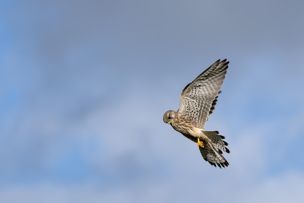 Kestrel pairando sobre um campo perto de East Grinstead à procura de presas