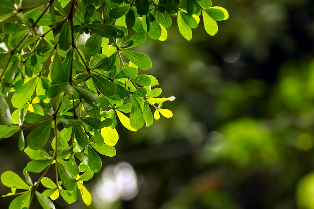 Ketapang Kencana Terminalia mantaly Madagaskar mandelgrüne Blätter mit Bokeh-Hintergrund