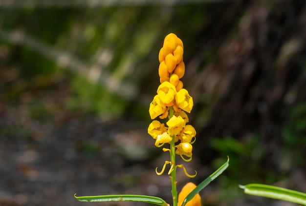 Ketepeng china senna alata flor amarela